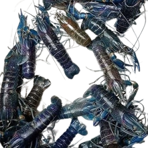 Lobster_air_tawar_indukan_4_inchi_siap_bertelur___shorts__subscribe-removebg-preview