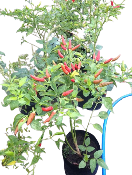 download-removebg-preview