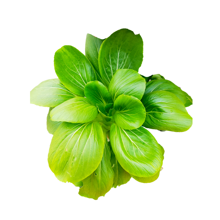 —Pngtree—mustard greens_6635624